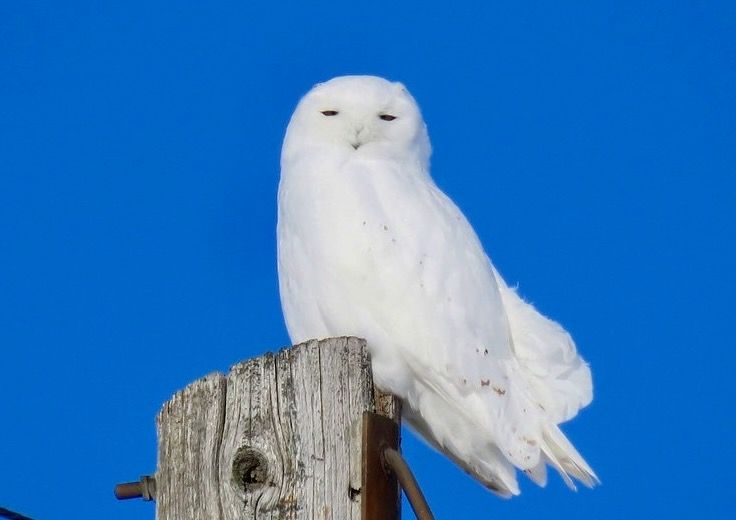 Snowy Owl by Alex Galt/U.S. Fish and Wildlife Service - Midwest Region is licensed under CC BY 2.0.